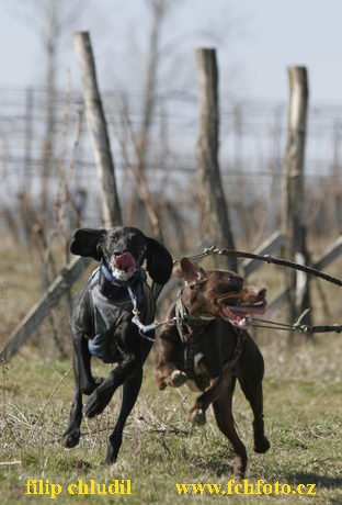 Hustopece 08 - 150.JPG